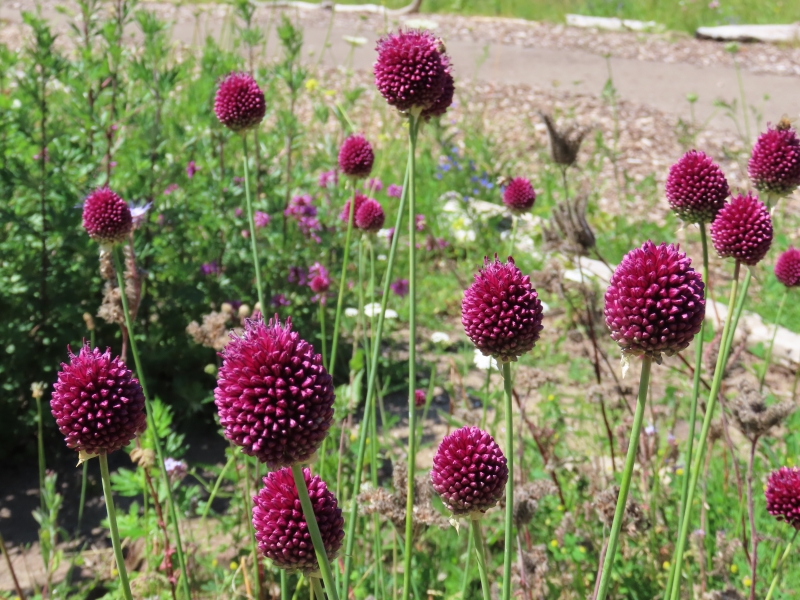 Calderstones Nature Reserve